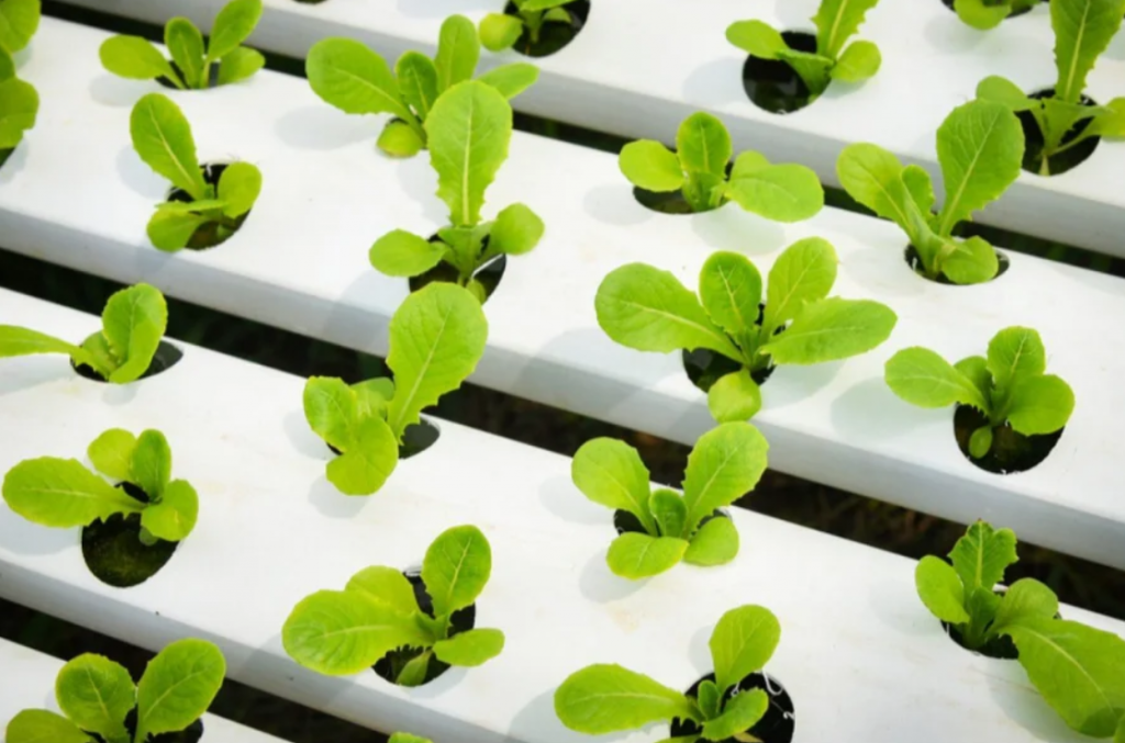 How Flexel’s Electric Underfloor Heating Technology Powers Urban Farming.